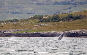 A northern bottlenose whale breaching in Loch Scridain, Isle of Mull, in 2008